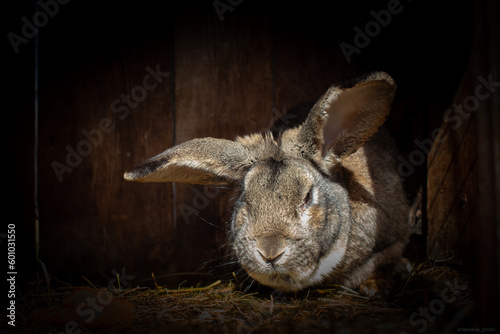 Grey rust male bunny portrait in timber house