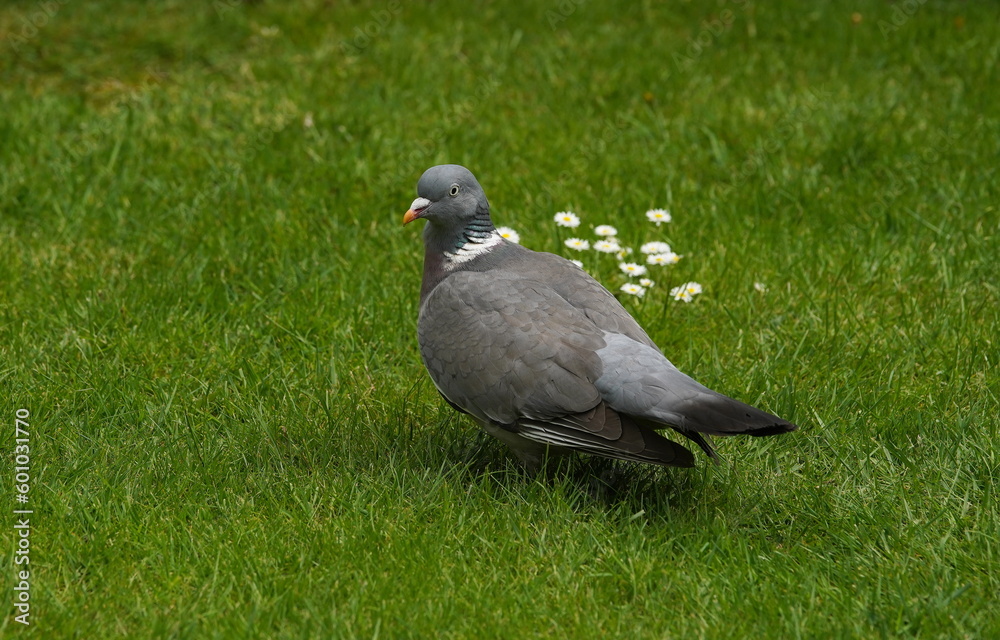 wood pigeon looking for food,ringeltaube auf futtersuche wood pigeon looking for food,ringeltaube auf futtersuche