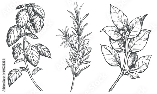 Culinary herbs vector set: rosemary, bay leaf, basil. Engraving style illustration using kitchen herbs and spices. Italian and mediterranean food ingredients on a white background. Line sketch.