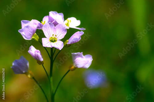 What I believe to be, a Cuckooflower, growing this Spring in our yard in Windsor in Upstate NY. Pink flower with 4 petals and a yellow blossom in the middle.