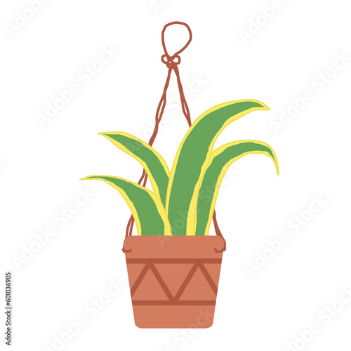 Sansevieria Hanging Planter Pots