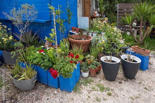 Colorful potted garden with flowers and decorative plants in various pots in the backyard at a blue wooden shed © Maren Winter