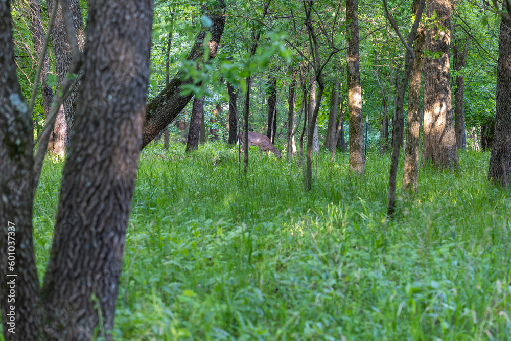 Deer chilling in the woods at siue Deer chilling in the woods at siue