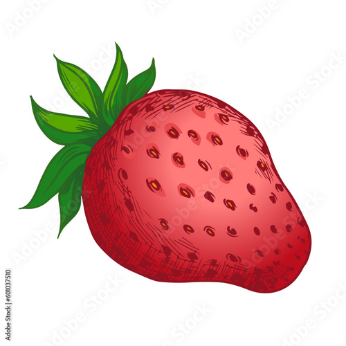 Colored sketch of a farm berry. Whole ripe red strawberry for sweet summer dessert and jam ingredient or berry juice label design. Engraving vintage vector color illustration. Isolated on white