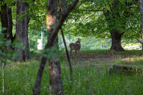 Deer chilling in the woods at siue