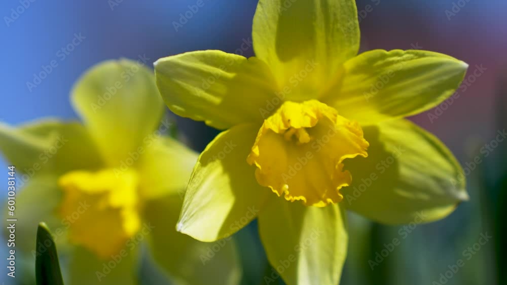 Daffodil (narcissus) flowers blooming flourishing Daffodil (narcissus) flowers blooming flourishing