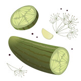 Realistic graphic of pickle isolated on white background. Vector illustration of cucumber with dill and garlic. Favorite Russian snack with vodka.