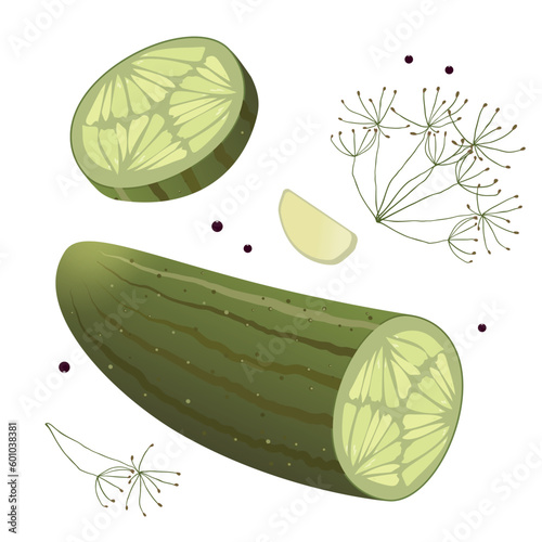 Realistic graphic of pickle isolated on white background. Vector illustration of cucumber with dill and garlic. Favorite Russian snack with vodka.