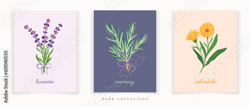 Collection of minimalist herbs art posters. Lavender, rosemary and calendula set of botanical cards perfect for social media, wedding or print materials.