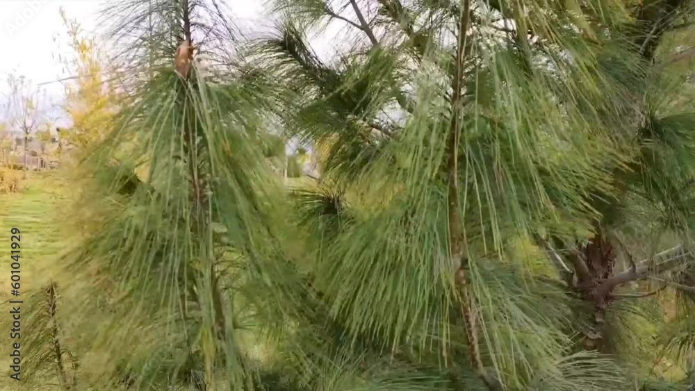 Beautiful pine branches with long needles swing in the wind Beautiful pine branches with long needles swing in the wind