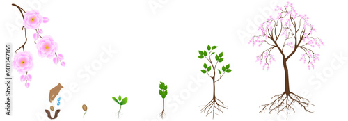 Cycle of growth of sakura tree on a white background.