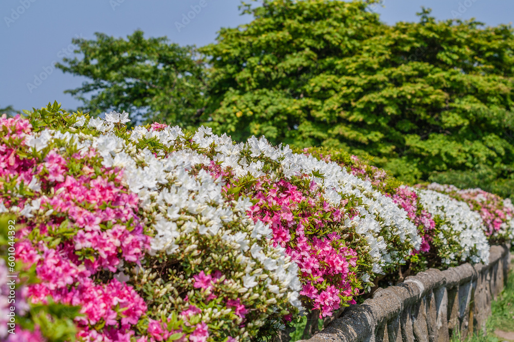 ツツジ咲く五稜郭公園 ツツジ咲く五稜郭公園