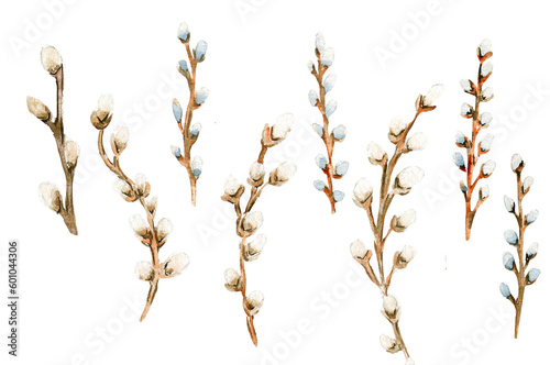 Watercolor illustration set of willow elements. Hand-drawn blooming flowers with watercolour on a white isolated background. Perfect for wedding invitation, greetings card, posters, party decor.