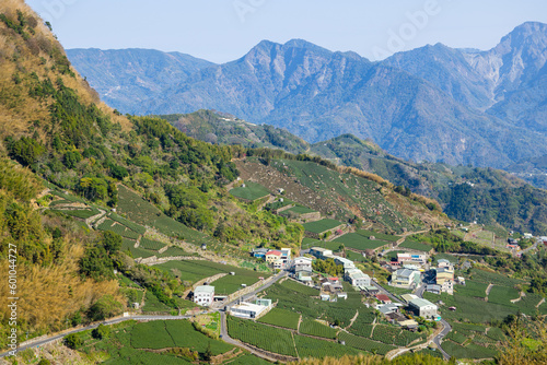 Lots of tea field over the mountain in Alishan of Shizhuo in Taiwan