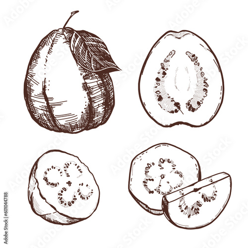 A hand-drawn black and white drawing of a guava fruit, a piece. Vector illustration in graphic style. Elements for labels, postcards, stickers, menus, packaging. The effect of engraving.