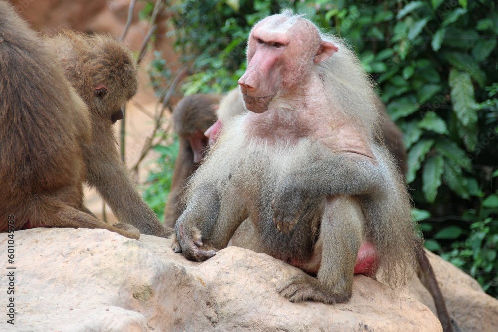 Hamadryas baboons in a zoo in singapore 