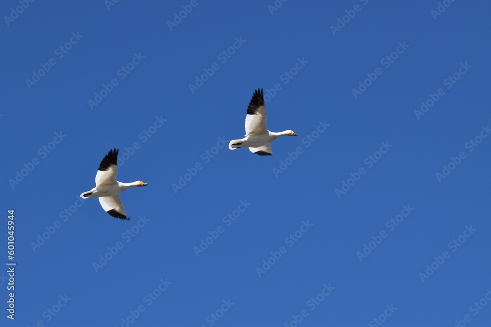 Snow geese in spring, Montmagny, Québec, Canada