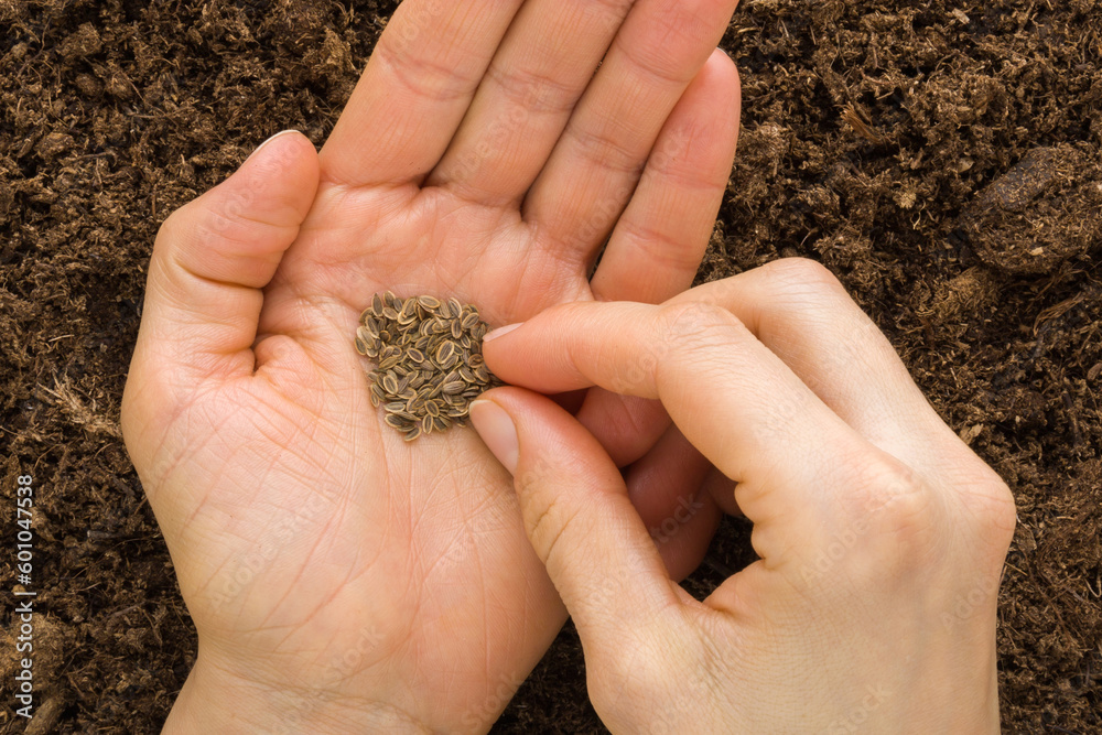Young adult woman fingers taking dill seeds from palm for planting in fresh dark soil. Closeup. Preparation for garden season. Point of view shot. Top down view. Young adult woman fingers taking dill seeds from palm for planting in fresh dark soil. Closeup. Preparation for garden season. Point of view shot. Top down view.