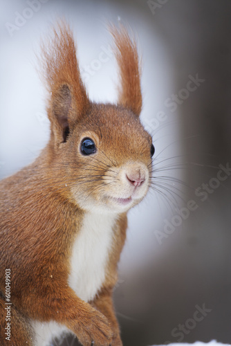 Scoiattolo  Sciurus vulgaris  squirrel