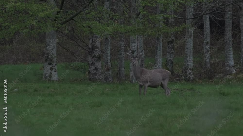 Beautiful young buck grazing at twilight during spring in slow motion 4K Beautiful young buck grazing at twilight during spring in slow motion 4K