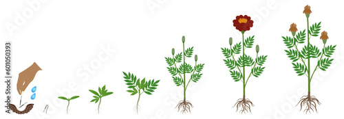 Cycle of growth of a marigold plant plant isolated on a white background.