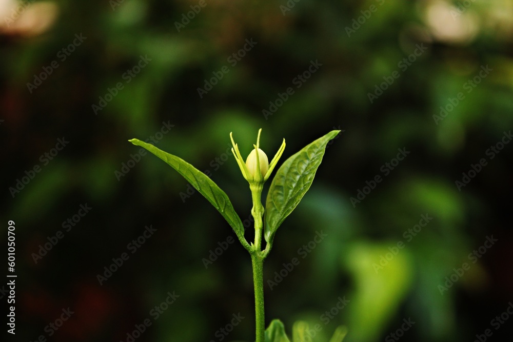 Elegance of Blooming Bud of a Jasmine flower. Elegance of Blooming Bud of a Jasmine flower.
