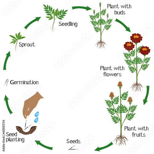 Life cycle of marigold plant on a white background.