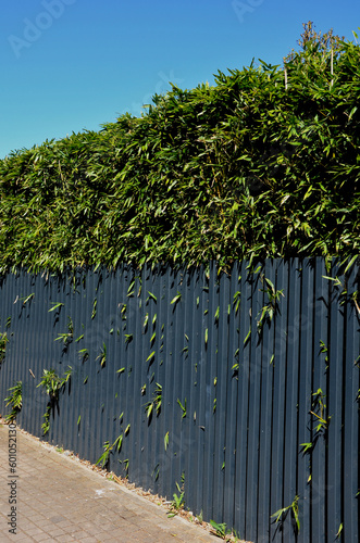 metal fences with stone lining. forged fence with x-shaped bars by the sidewalk. overgrown with tall bamboos, sidewalk, vertical photo