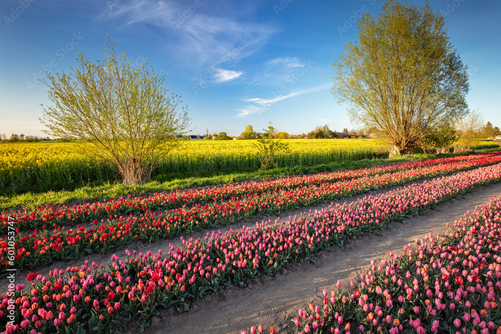 Tulip flowers field farm in spring landscape.