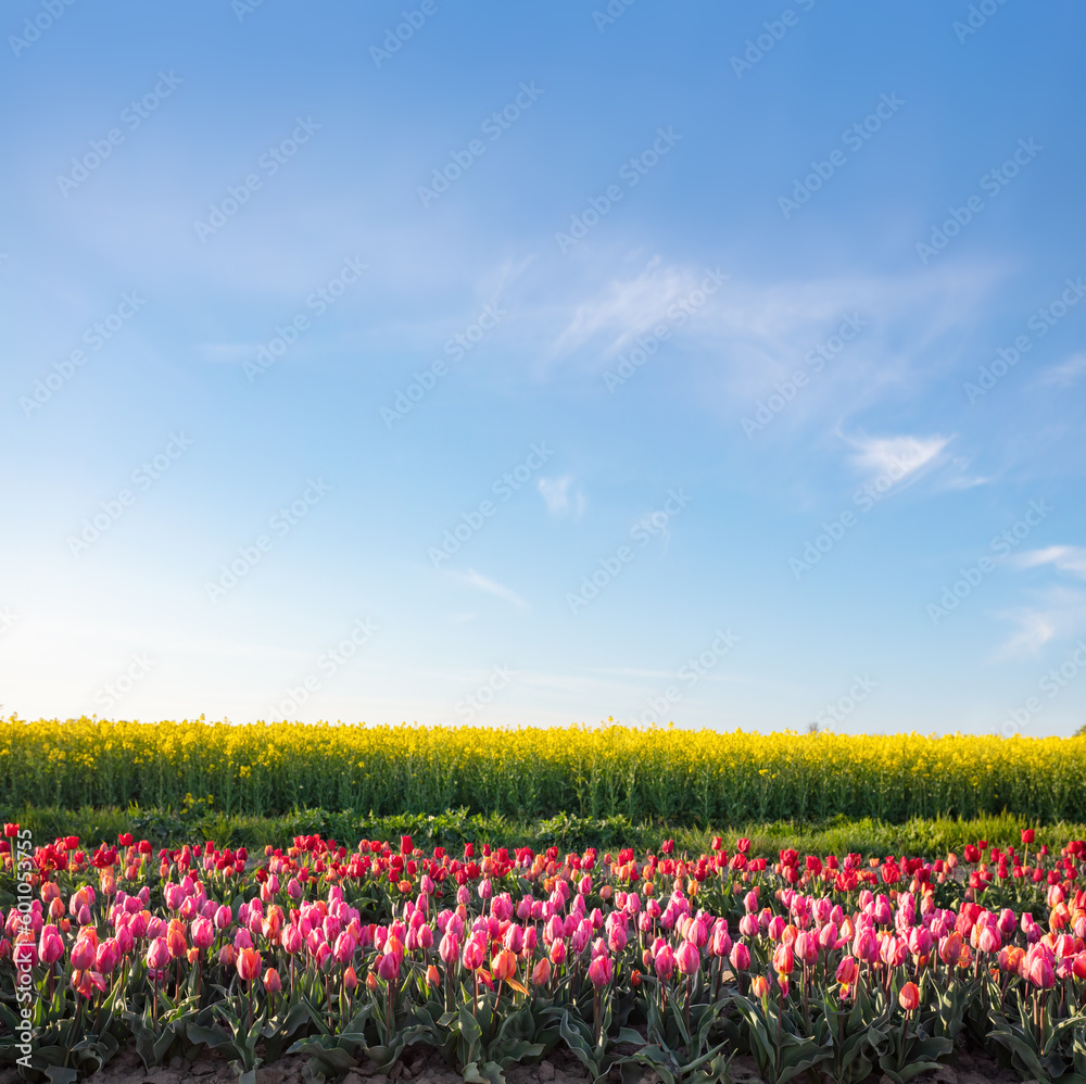 Tulip flowers field in spring blue sky