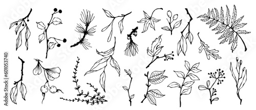 Set of linear sketches of botanical elements, branches, leaves, berries, dried flowers. Vector graphics.