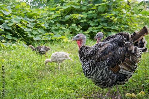 On a bright sunny day in the village in the summer, a family of turkeys walks in the garden.