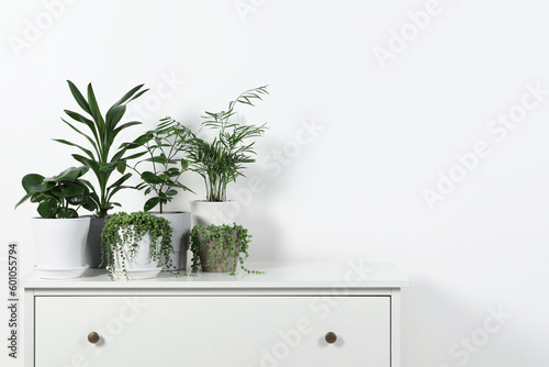 Beautiful green potted houseplants on white chest of drawers indoors, space for text