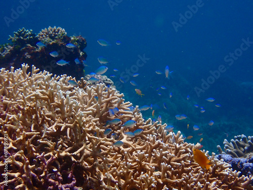 Fototapeta Naklejka Na Ścianę i Meble -  Underwater landscape. Coral reef and small tropical fish underwater. A school of small blue fish swims near the corals.