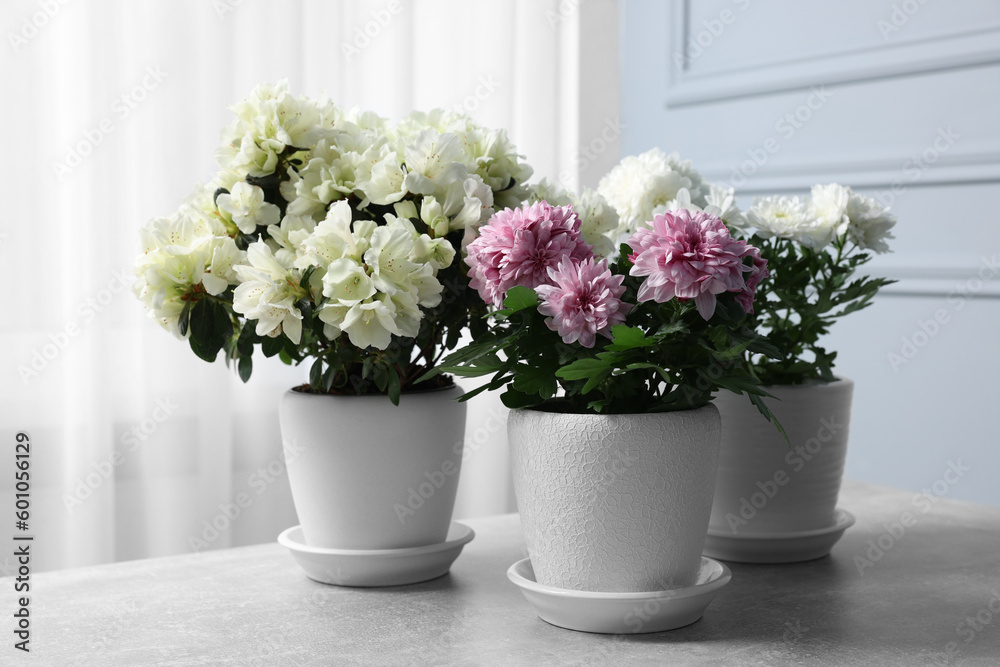Beautiful chrysanthemum and azalea flowers in pots on light grey table indoors Beautiful chrysanthemum and azalea flowers in pots on light grey table indoors