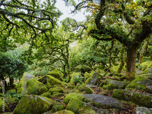 Wistermans Wood on Dartmoor with moss covered rocks and ancient trees