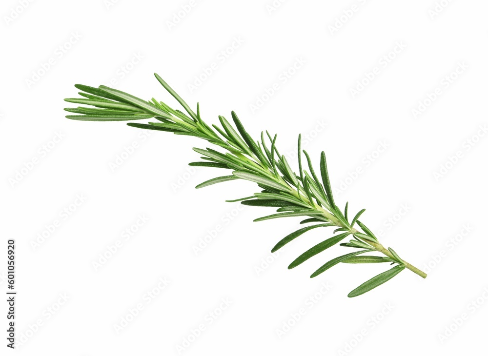 Fototapeta premium Sprig of fresh rosemary isolated on white