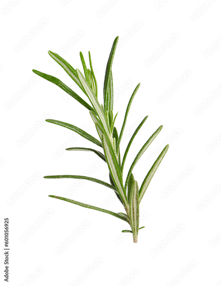 Fototapeta premium Sprig of fresh rosemary isolated on white