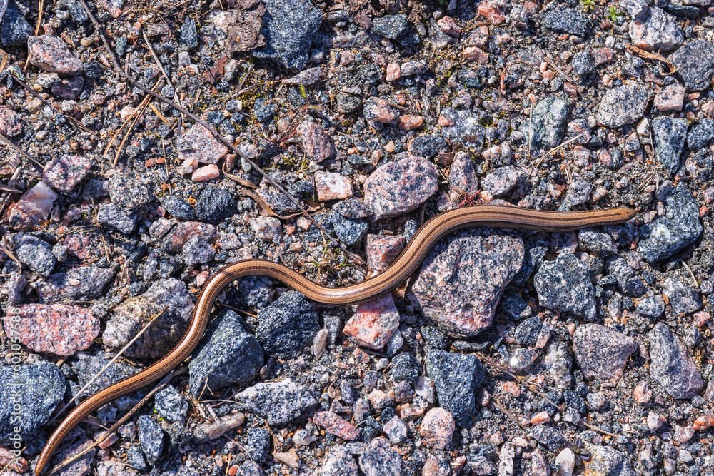 Copper coloured Slow worm crawling in the gravel