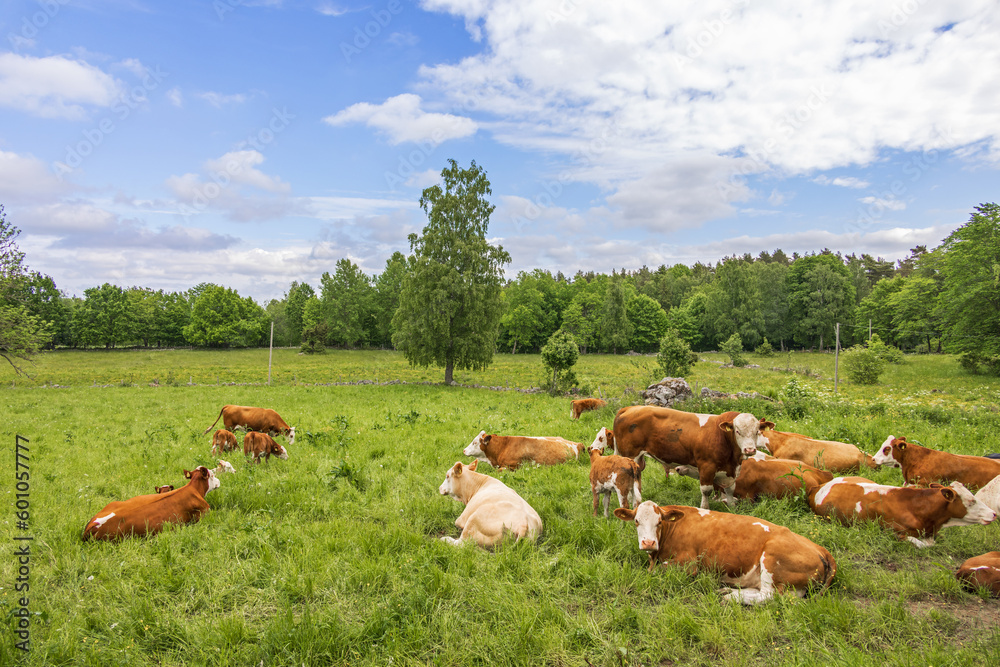 Cattle on a grass meadow by the forest