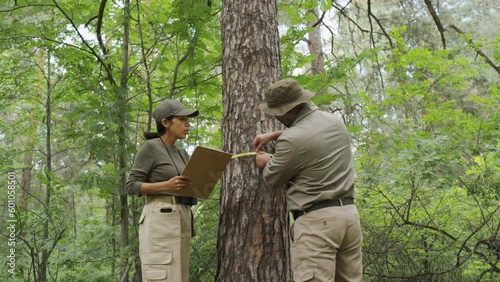Medium full shot of Hispanic female and biracial male rangers in uniforms working together in green mixed forest on cloudy summer day, woman holding clipboard and man measuring girth of pine tree