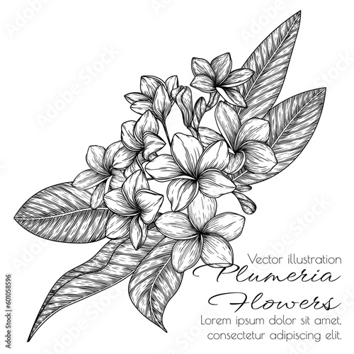Vector illustration of plumeria flowers in engraving style photo