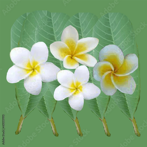 Illustration of frangipani flowers and leaves as a background