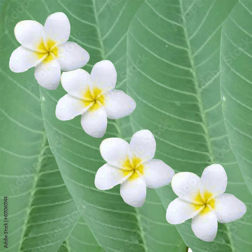 Illustration of frangipani flowers and leaves as a background
