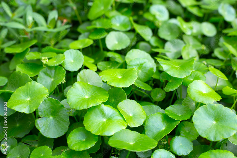 Centella asiatica (gotu kola). Fresh green leaves herb background. Centella asiatica (gotu kola). Fresh green leaves herb background.