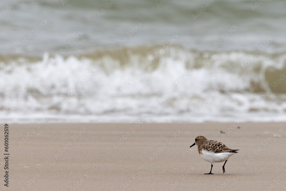 Sanderling (Calidris alba) is a small wading bird. The name derives from Old English sand-yrðling, Sanderling (Calidris alba) is a small wading bird. The name derives from Old English sand-yrðling,