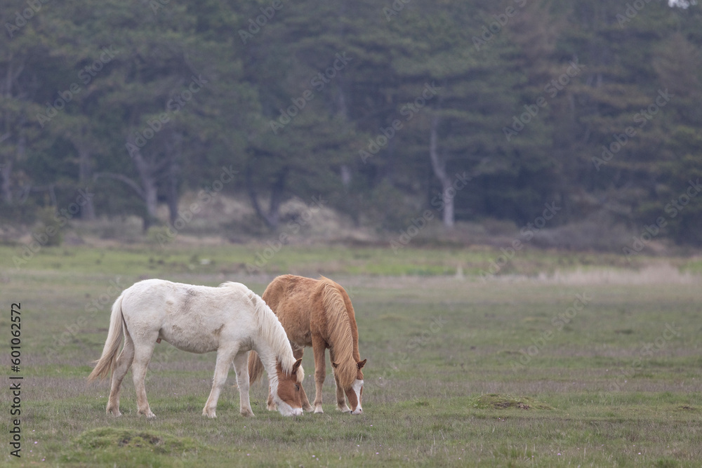 Obraz premium Horses in the field at Blaavand huk,Blåvand is a town in Varde municipality in Jutland in Denmark