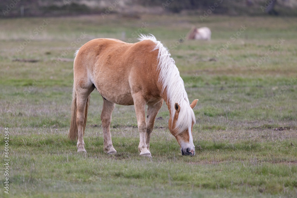 Horses in the field at Blaavand huk,Blåvand is a town in Varde municipality in Jutland in Denmark Horses in the field at Blaavand huk,Blåvand is a town in Varde municipality in Jutland in Denmark