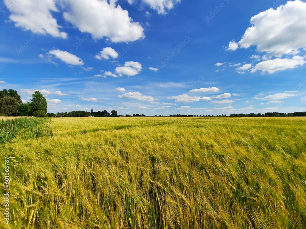 Golden wheat field with a cloudy sky in the Netherlands. The village Leens is in the background. - obrazy, fototapety, plakaty 