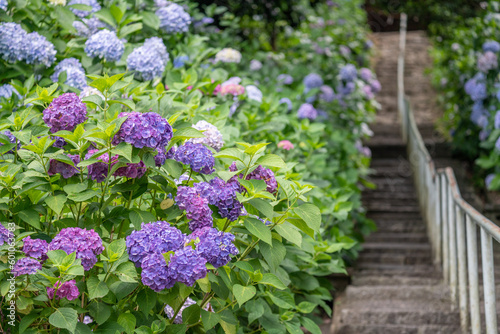 吉備津神社の紫陽花